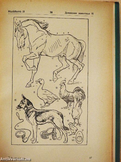 Magyar-orosz szemléltető szótár