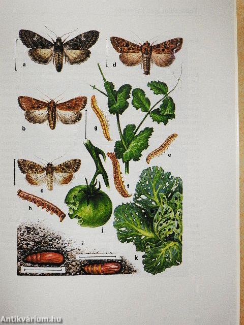 Zöldségnövények betegségeinek és kártevőinek atlasza