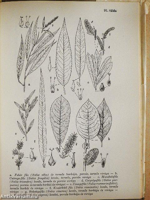 Erdő mező virágai 