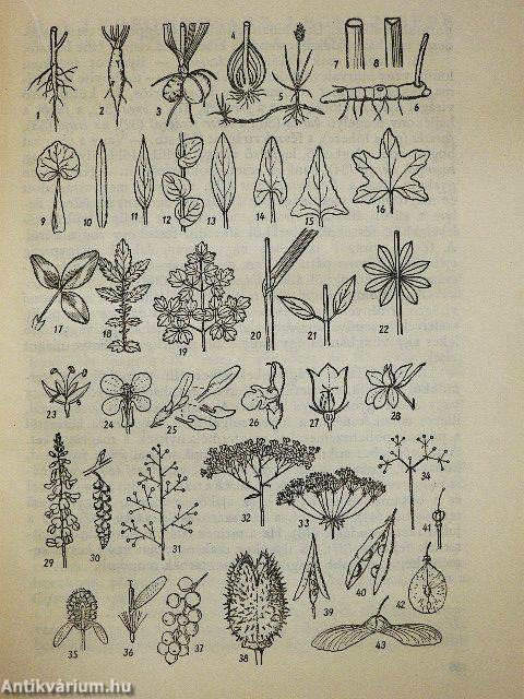 Erdő mező virágai