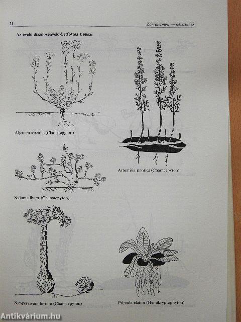 Évelő dísznövények termesztése