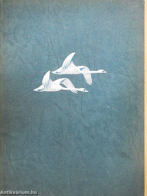 Wildschwäne über Uhlenhorst