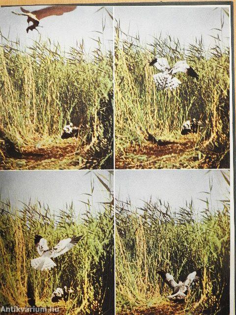 Wildschwäne über Uhlenhorst