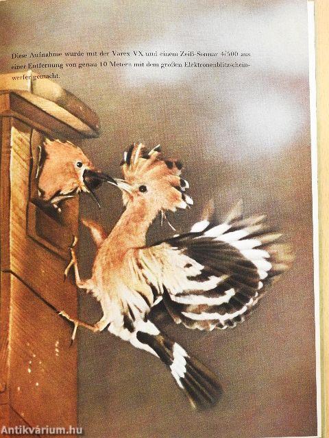 Durch die Wälder und durch die Auen...