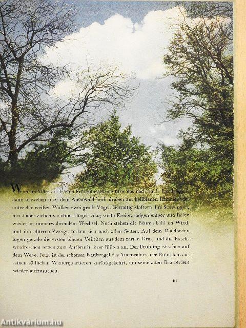 Durch die Wälder und durch die Auen...