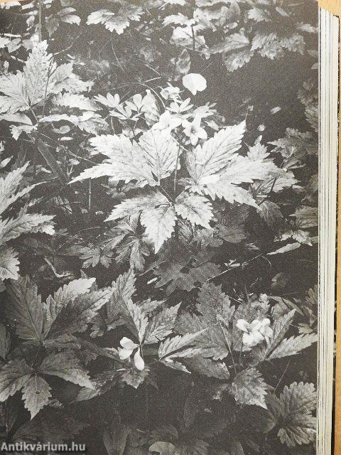 Védett növényeink