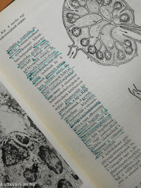 Háziállatok szövettana