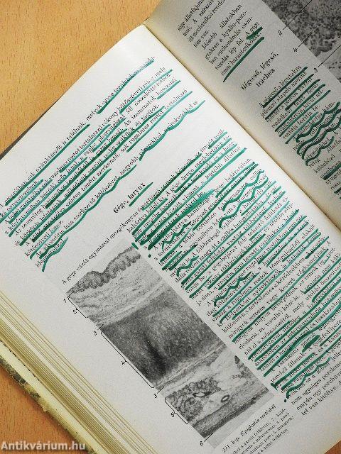 Háziállatok szövettana