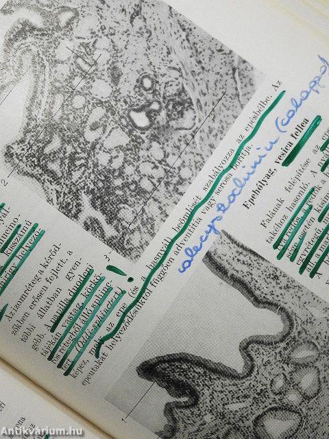 Háziállatok szövettana