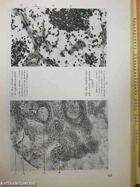 Háziállatok szövettana