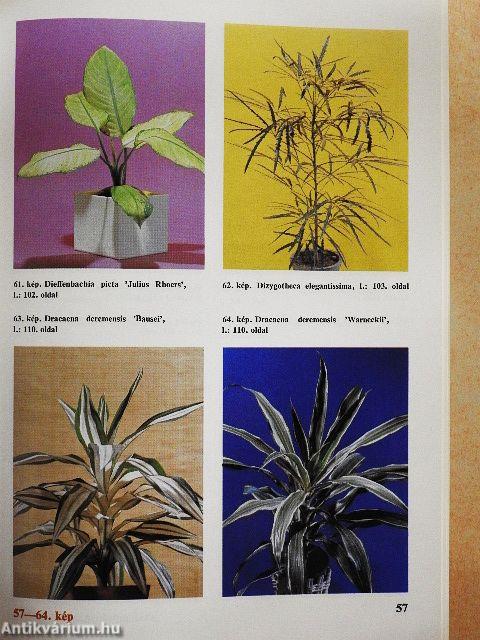 Szobanövényeink kiválasztása, nevelése, gondozása és színes képei