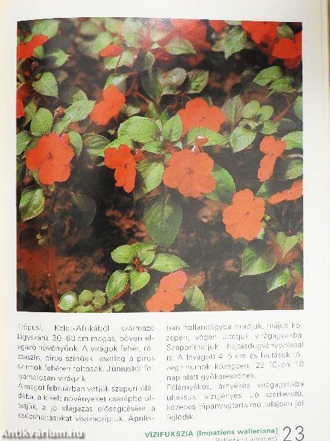 Az egy- és kétnyári virágokról