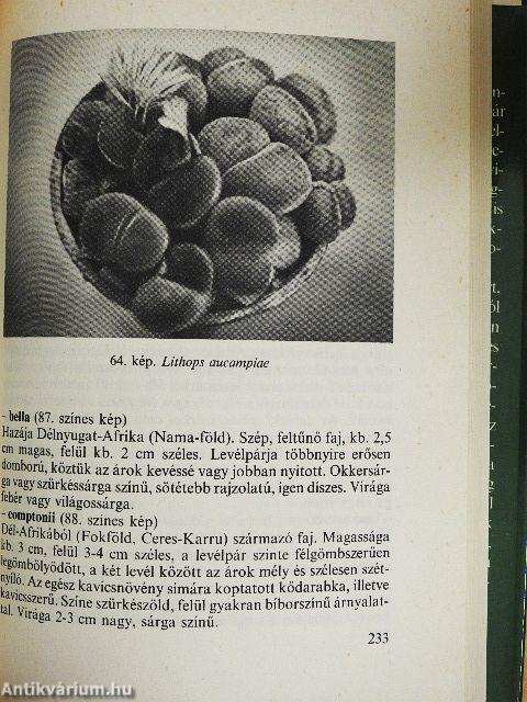 Kedvelt kaktuszok, pozsgások