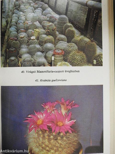 Kedvelt kaktuszok, pozsgások