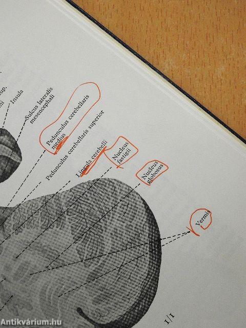 Az agyvelő boncolása