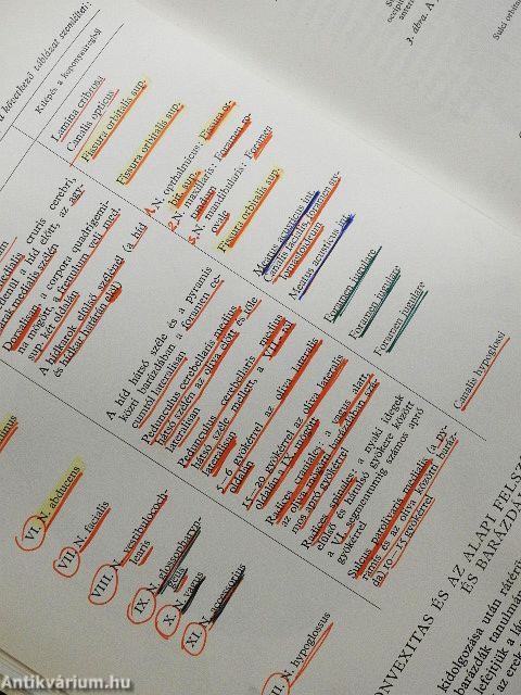 Az agyvelő boncolása