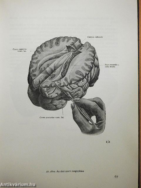Az agyvelő boncolása