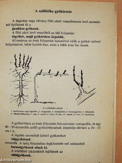 Tavasztól tavaszig a szőlőben