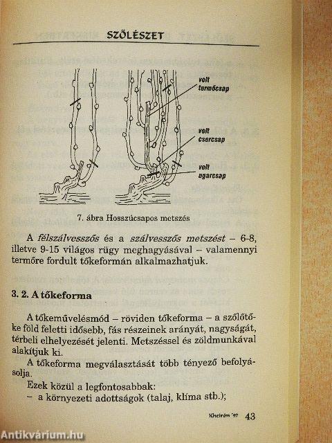 Szőlészet, borászat a kiskertben