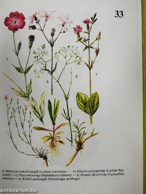 Erdő-mező növényei