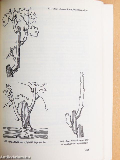 Gyümölcstermesztés házi- és háztáji kertekben