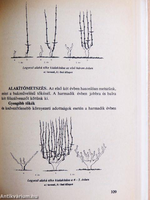 Tavasztól tavaszig a szőlőben