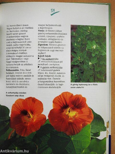 Fűszernövények termesztése, begyűjtése, felhasználása