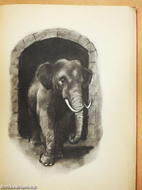 Négylábú barátaim