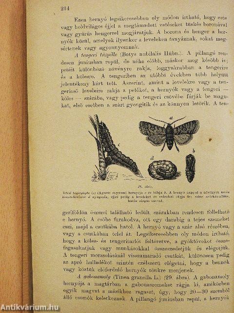 A gabonafélék termesztése