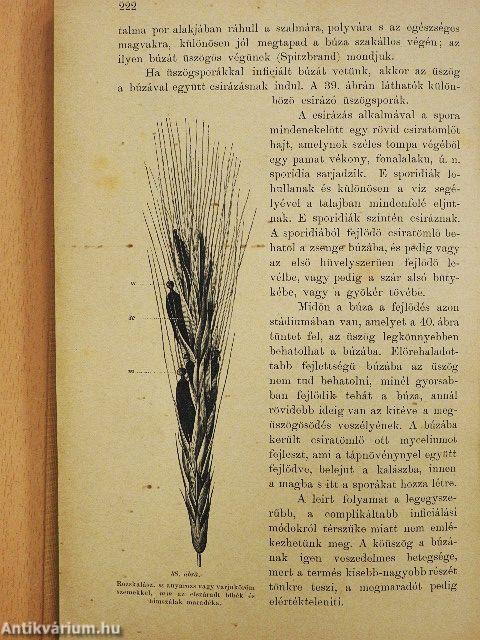 A gabonafélék termesztése