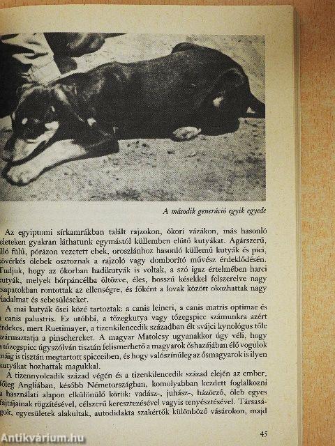 Barátunk a dobermann