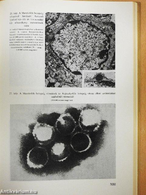 Az állatok víruseredetű daganatos betegségei