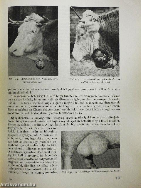 Állatorvosi általános sebészet