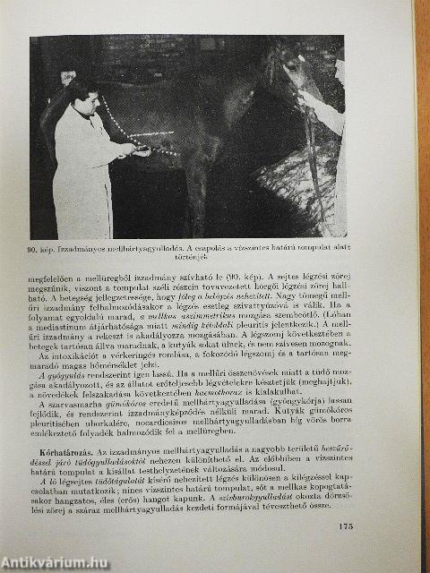 A háziállatok belgyógyászata