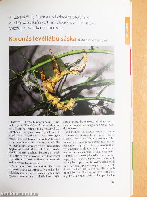 Divatos állatok - Csodabogarak