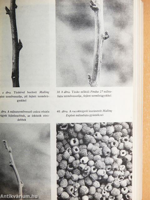 Bogyósgyümölcsűek