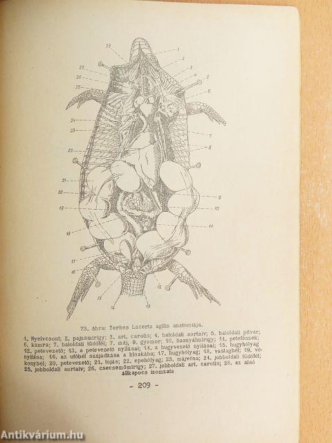 Összehasonlító állatszervezettani gyakorlatok
