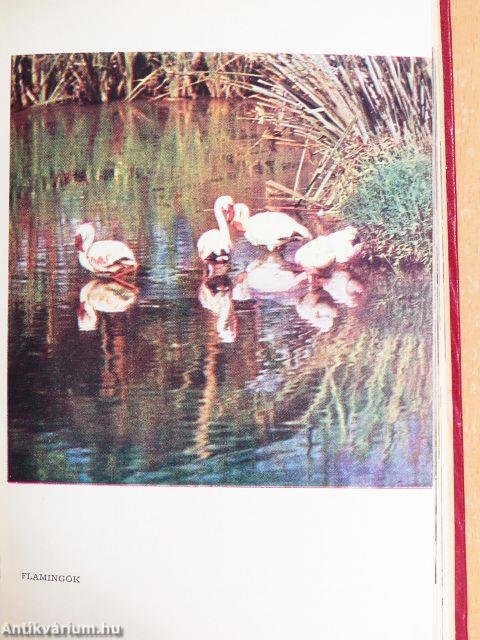 Egy év Tanganyikában