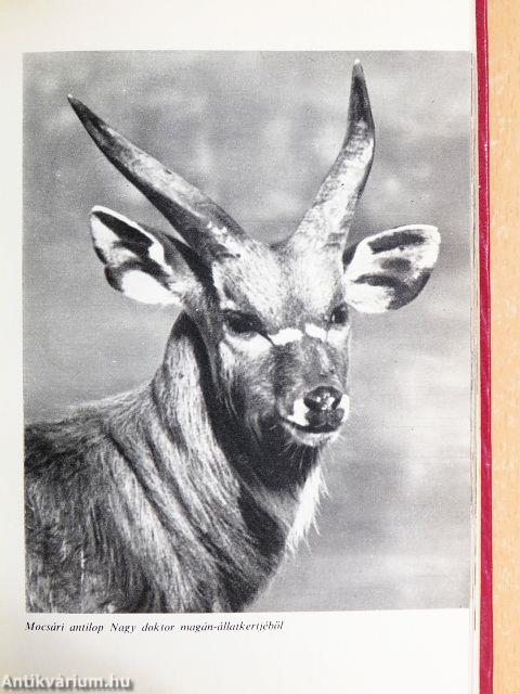 Egy év Tanganyikában