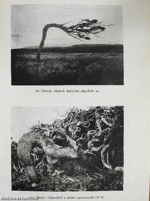 Tíz esztendő a Tűzföldön