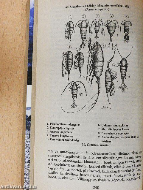 Négy hónap az Óceánon