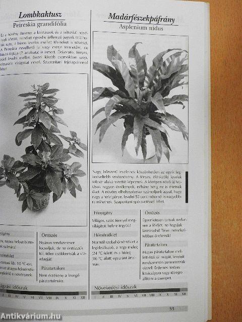 Kedvelt szobanövények