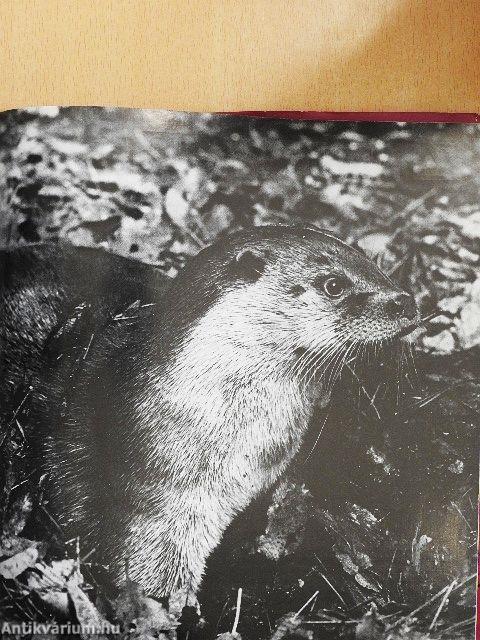 A természet öröknaptára