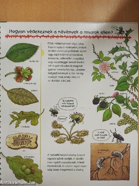 A rovarok