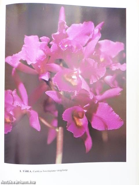 Orchideák és broméliák