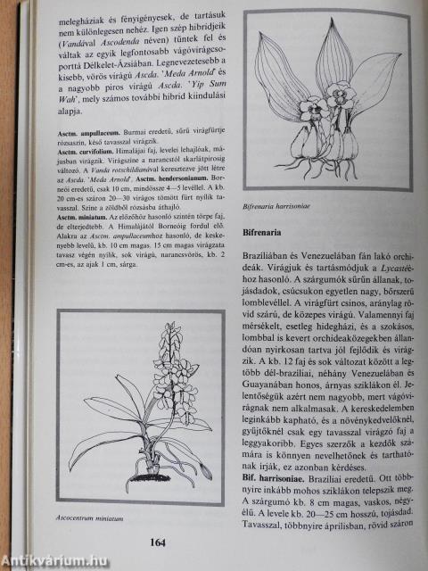 Orchideák és broméliák