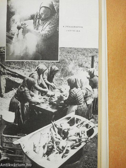 Asszonyok férfisorban