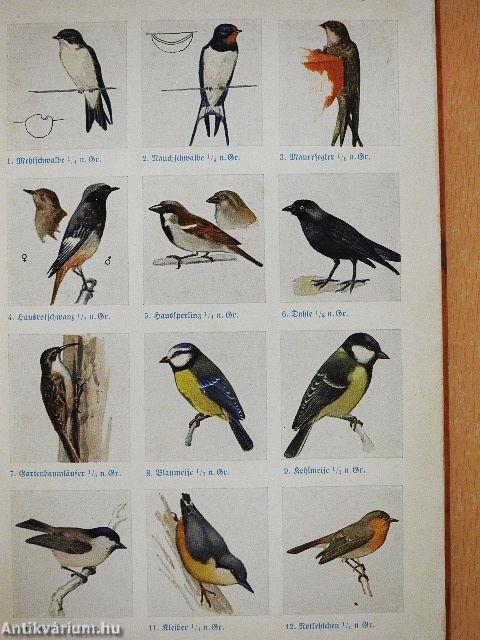 Was fliegt denn da? (gótbetűs)