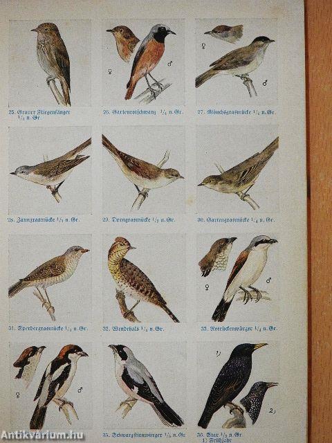 Was fliegt denn da? (gótbetűs)