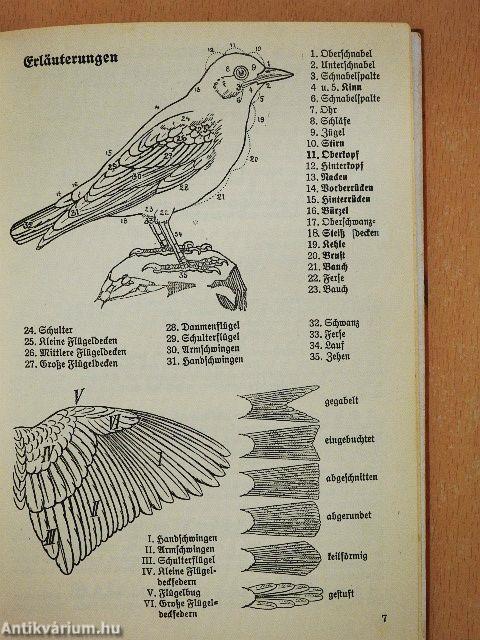 Was fliegt denn da? (gótbetűs)